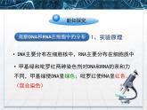 人教版 (新課標(biāo))高中生物必修1 2-3《遺傳信息的攜帶者——核酸》課件