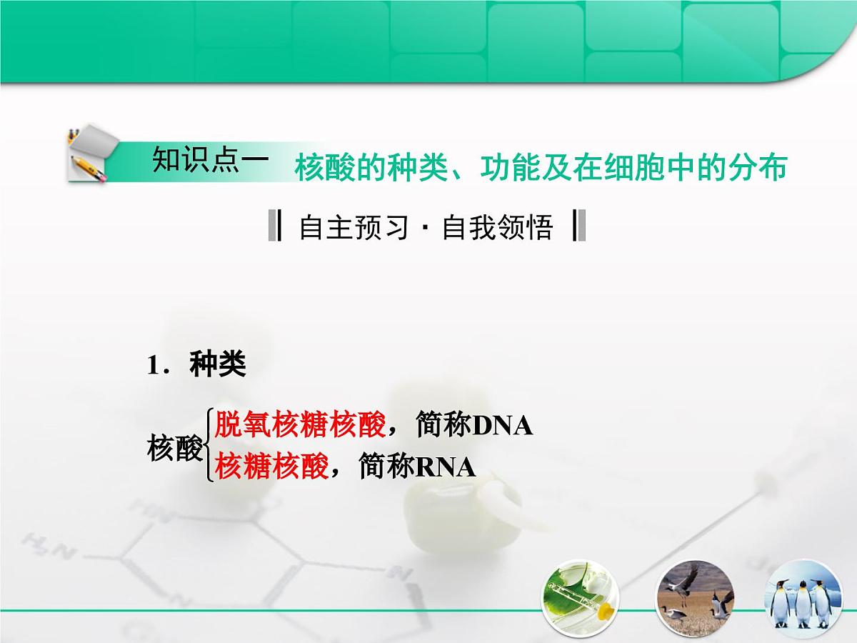 人教版 (新课标)高中生物必修1 2-3《遗传信息的携带者——核酸》复习课件第3页