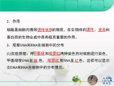 人教版 (新課標(biāo))高中生物必修1 2-3《遺傳信息的攜帶者——核酸》復(fù)習(xí)課件