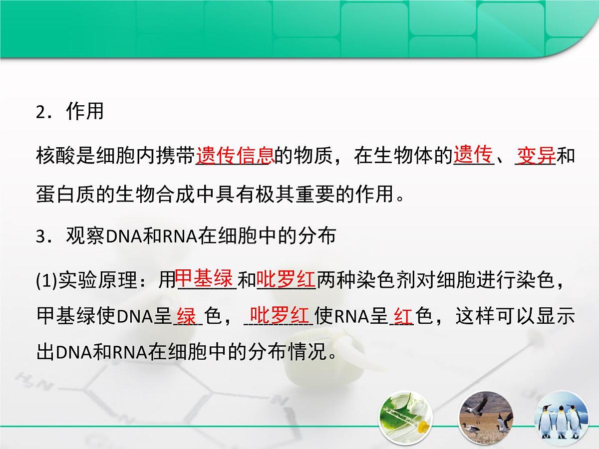 人教版 (新课标)高中生物必修1 2-3《遗传信息的携带者——核酸》复习课件第4页