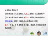 人教版 (新課標(biāo))高中生物必修1 2-3《遺傳信息的攜帶者——核酸》復(fù)習(xí)課件