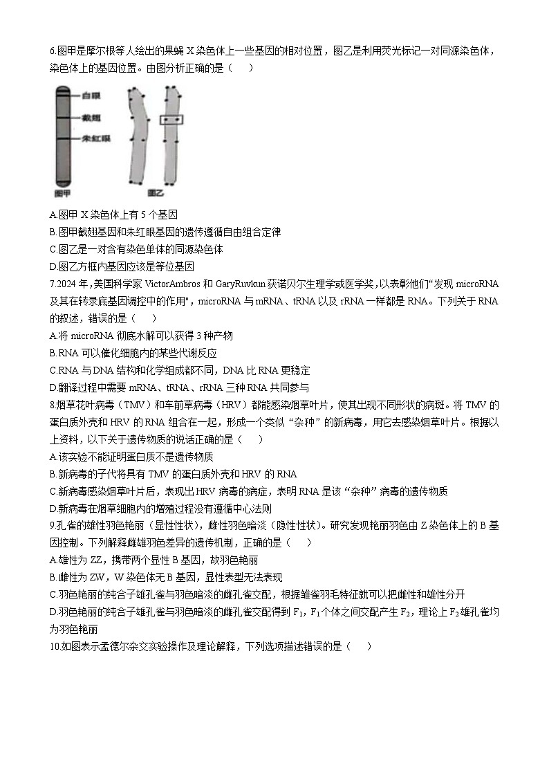 广东省珠海市四校2024-2025学年高一下学期5月联考生物试卷（Word版附答案）第2页