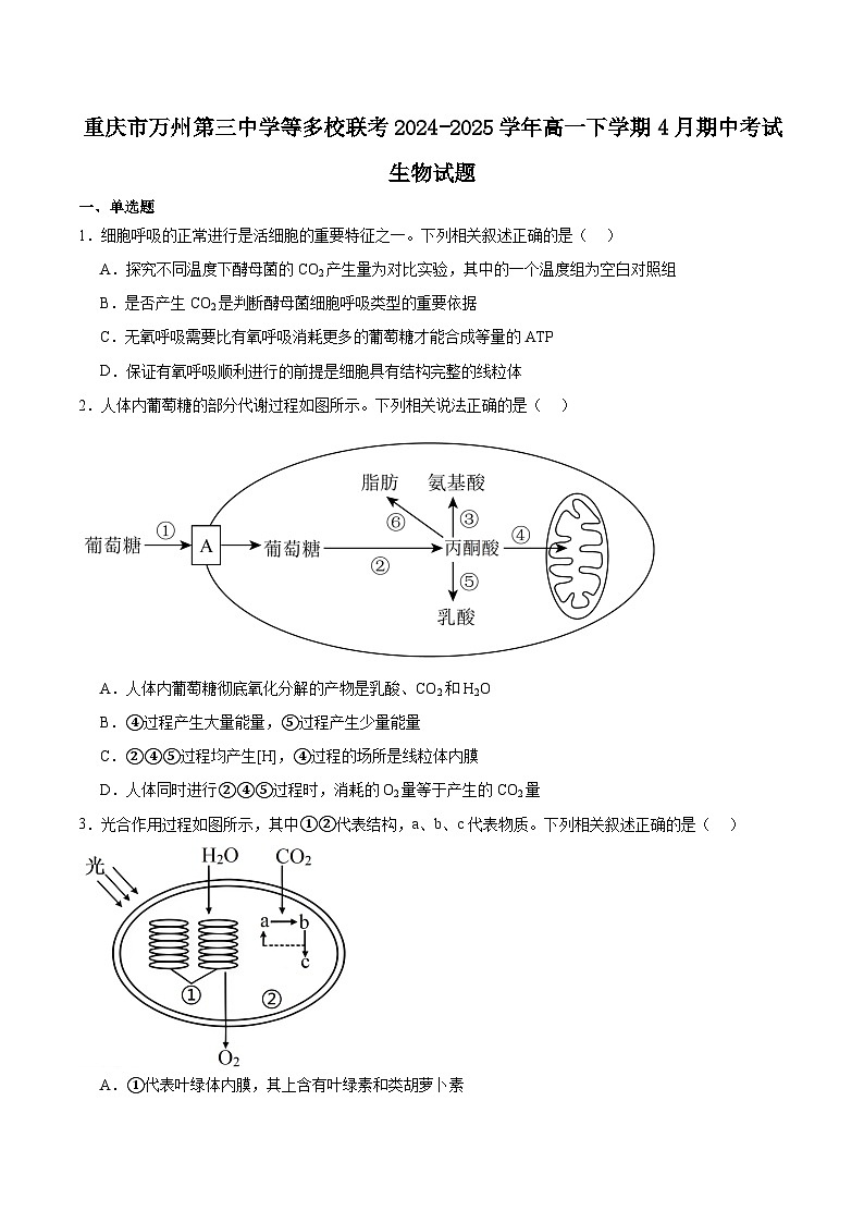 重庆市万州第三中学等多校联考2024-2025学年高一下学期4月期中考试生物试卷（Word版附答案）第1页