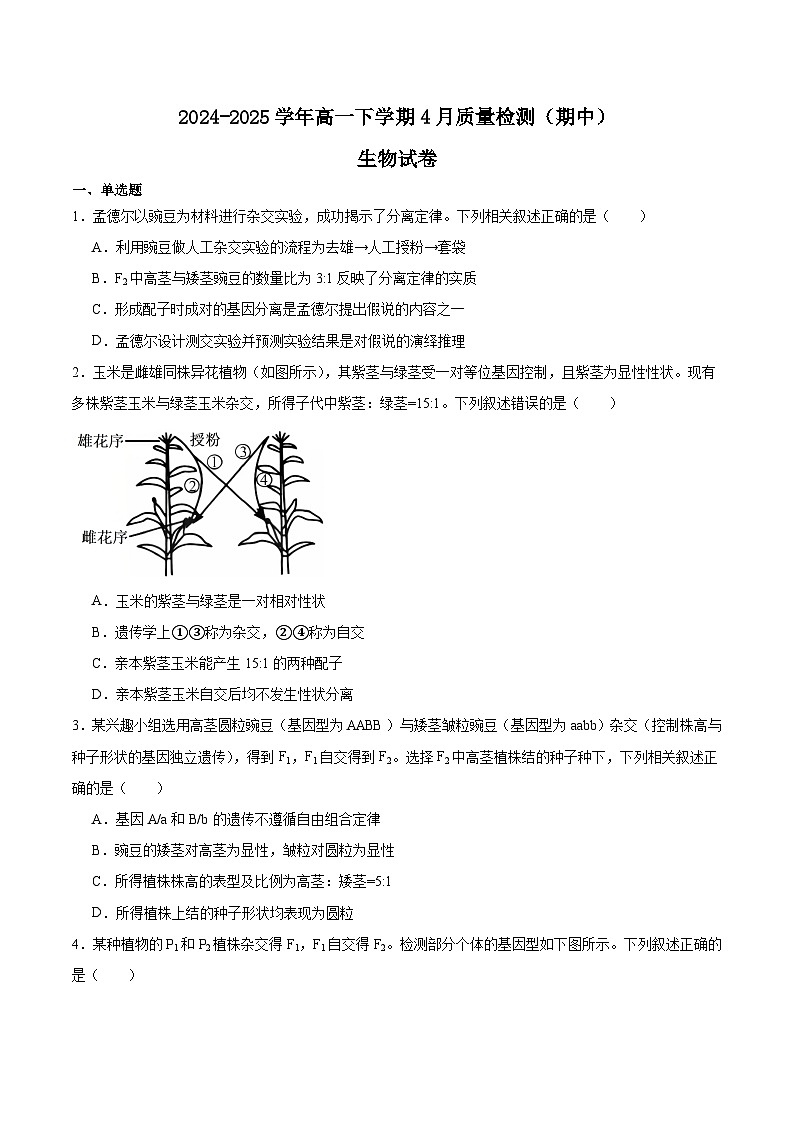 河南省部分学校2024-2025学年高一下学期4月质量检测（期中）生物试题（Word版附答案）第1页