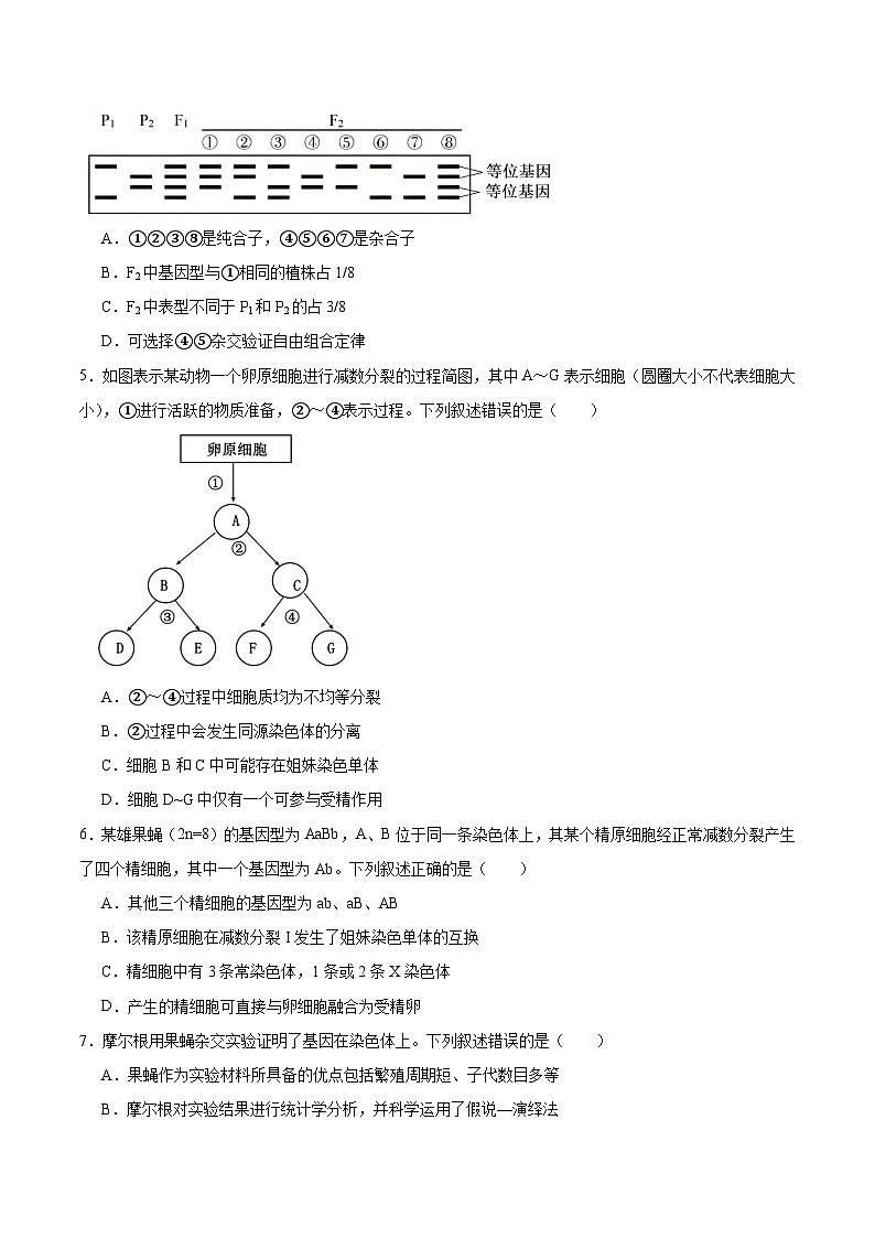 河南省部分学校2024-2025学年高一下学期4月质量检测（期中）生物试题（Word版附答案）第2页