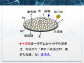 人教版 (新課標(biāo))高中生物必修1 4-1《物質(zhì)跨膜運(yùn)輸?shù)膶?shí)例》課件