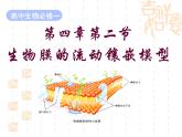人教版 (新課標(biāo))高中生物必修1 4-2《生物膜的流動(dòng)鑲嵌模型》課件