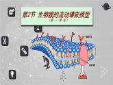 人教版 (新課標(biāo))高中生物必修1 4-2《生物膜的流動(dòng)鑲嵌模型》課件