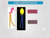 人教版 (新課標(biāo))高中生物必修1 4-2《生物膜的流動(dòng)鑲嵌模型》課件