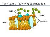 人教版 (新課標(biāo))高中生物必修1 4-3《物質(zhì)跨膜運輸?shù)姆绞健氛n件