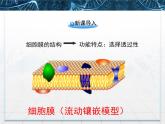 人教版 (新課標(biāo))高中生物必修1 4-3《物質(zhì)跨膜運(yùn)輸?shù)姆绞健氛n件