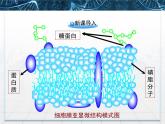 人教版 (新課標(biāo))高中生物必修1 4-3《物質(zhì)跨膜運輸?shù)姆绞健氛n件