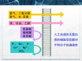 人教版 (新課標(biāo))高中生物必修1 4-3《物質(zhì)跨膜運輸?shù)姆绞健氛n件