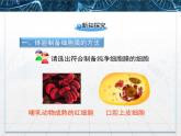 人教版 (新課標(biāo))高中生物必修1 3-1《細(xì)胞膜——系統(tǒng)的邊界》課件