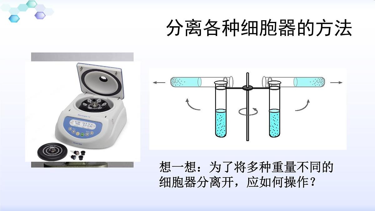 人教版 (新课标)高中生物必修1 3-2《细胞器--系统内的分工合作（第1课时）》课件第3页