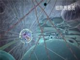 人教版 (新課標)高中生物必修1 3-2《細胞器--系統(tǒng)內的分工合作（第1課時）》課件