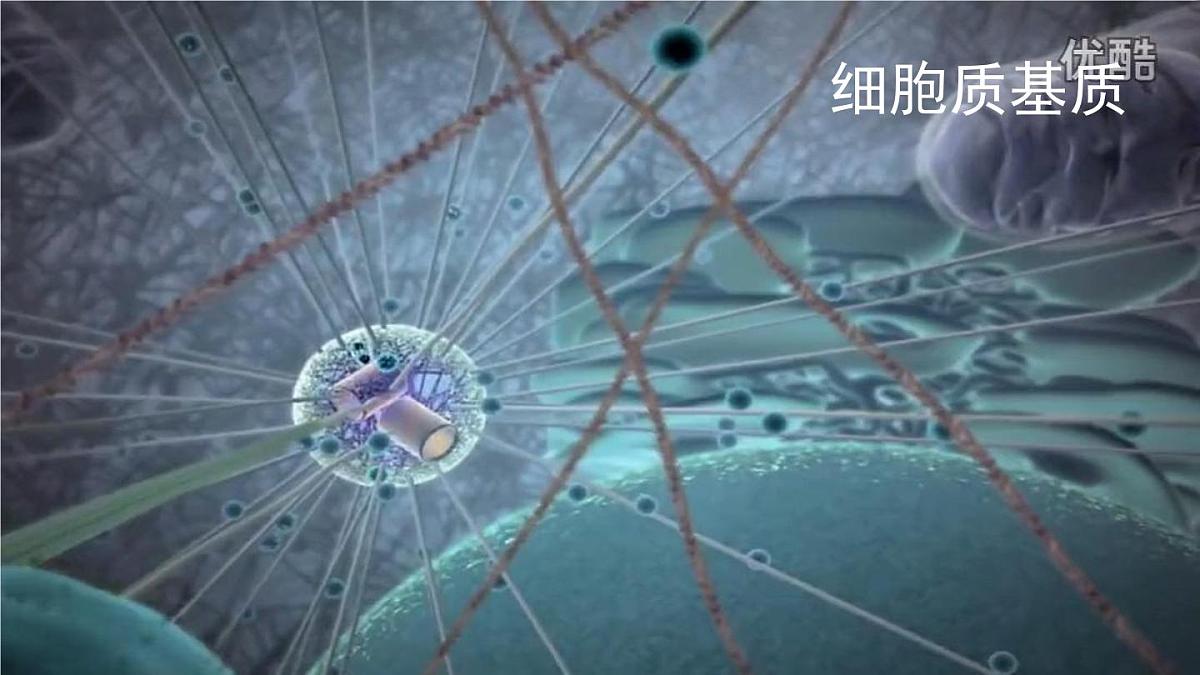 人教版 (新课标)高中生物必修1 3-2《细胞器--系统内的分工合作（第1课时）》课件第4页