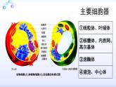 人教版 (新課標)高中生物必修1 3-2《細胞器--系統(tǒng)內的分工合作（第1課時）》課件