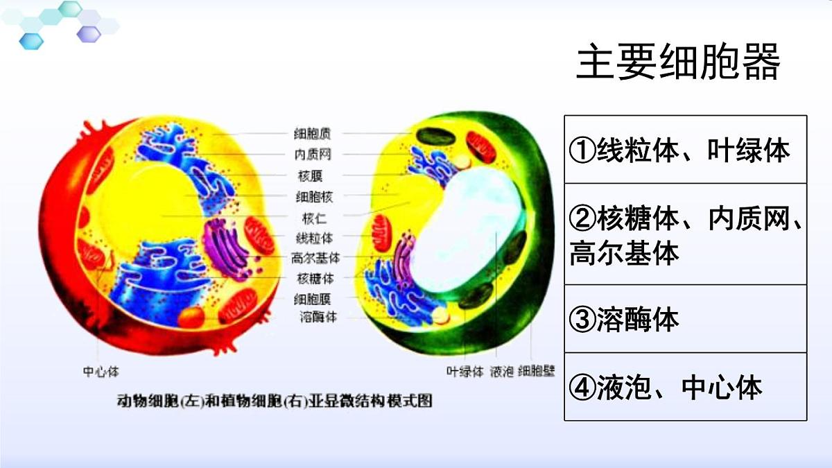 人教版 (新课标)高中生物必修1 3-2《细胞器--系统内的分工合作（第1课时）》课件第5页