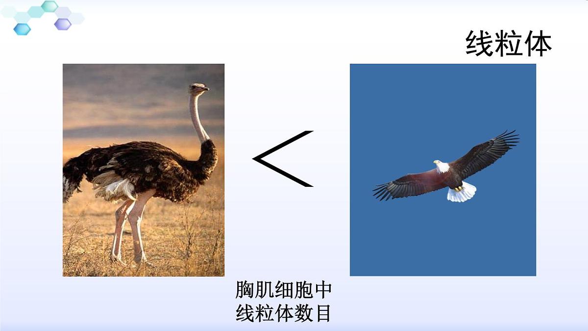 人教版 (新课标)高中生物必修1 3-2《细胞器--系统内的分工合作（第1课时）》课件第7页