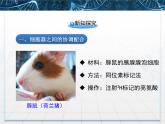 人教版 (新課標)高中生物必修1 3-2《細胞器——系統(tǒng)內的分工合作》第二課時課件