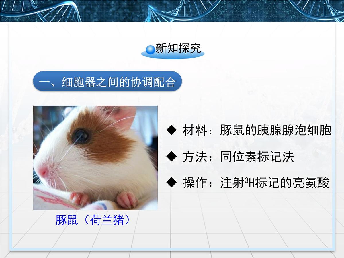 人教版 (新课标)高中生物必修1 3-2《细胞器——系统内的分工合作》第二课时课件第4页