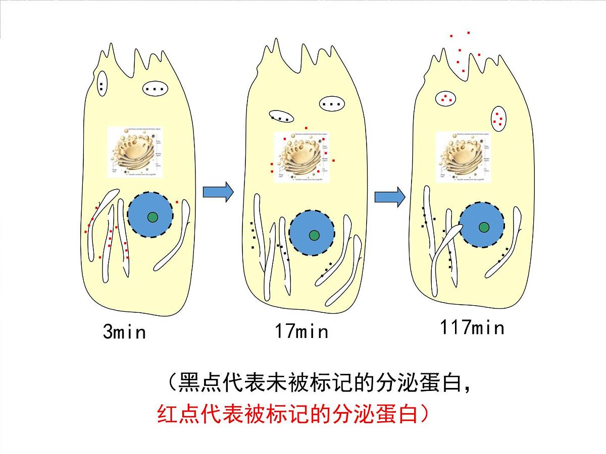 人教版 (新课标)高中生物必修1 3-2《细胞器——系统内的分工合作》第二课时课件第6页