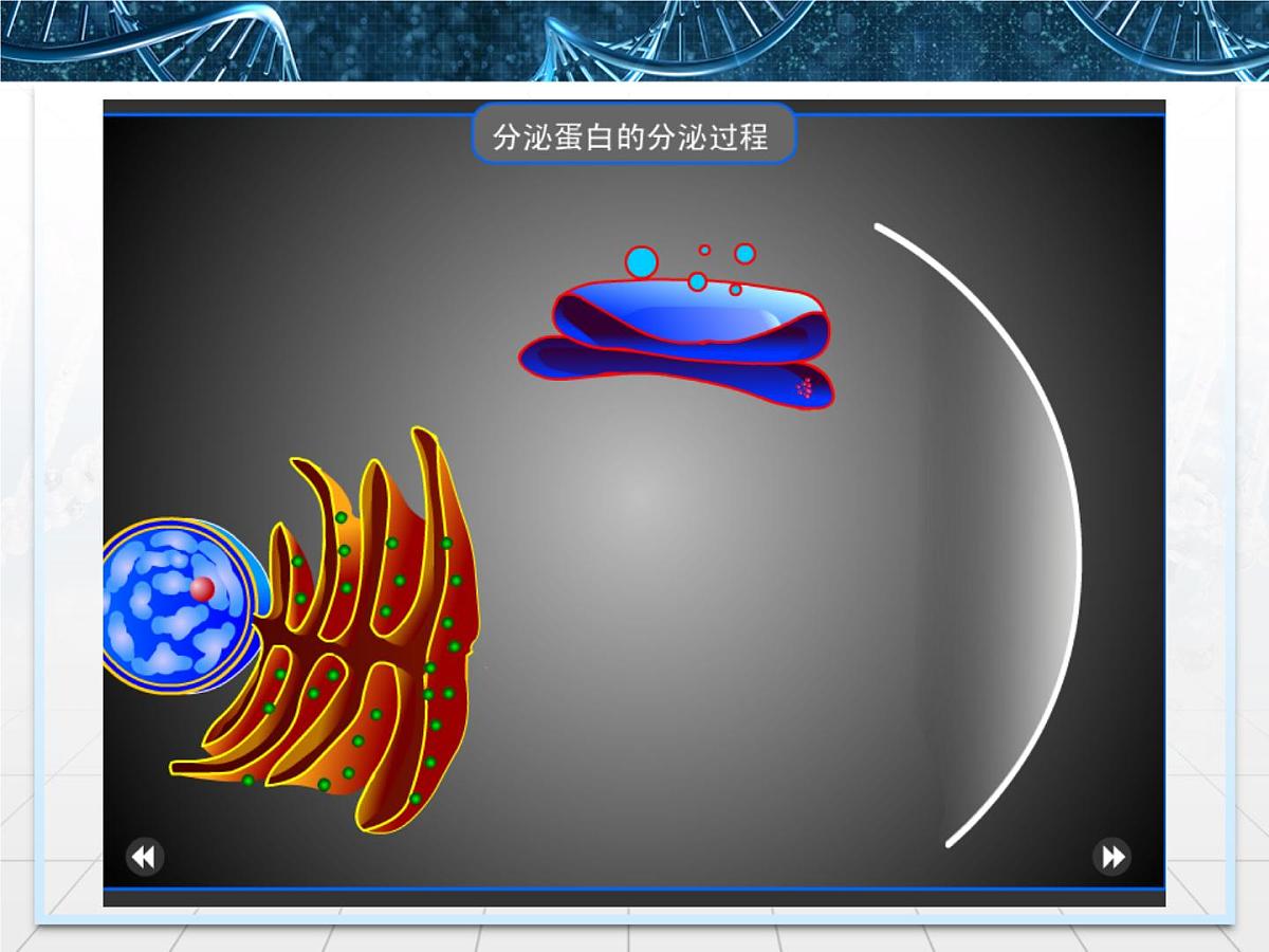 人教版 (新课标)高中生物必修1 3-2《细胞器——系统内的分工合作》第二课时课件第7页