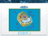 人教版 (新課標)高中生物必修1 3-2《細胞器——系統(tǒng)內的分工合作》第一課時課件