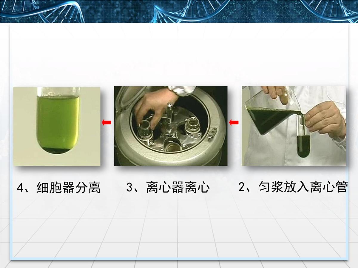 人教版 (新课标)高中生物必修1 3-2《细胞器——系统内的分工合作》第一课时课件第6页