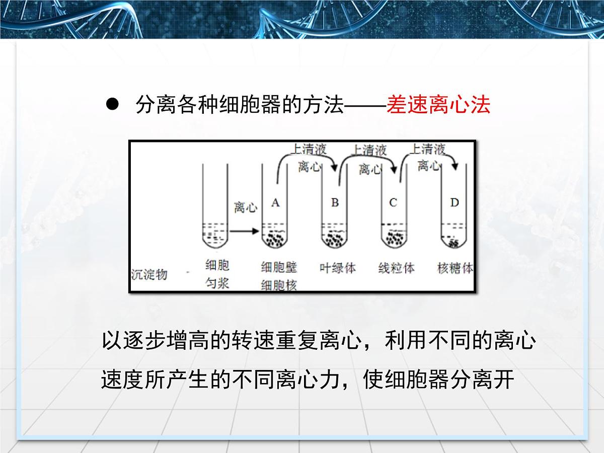 人教版 (新课标)高中生物必修1 3-2《细胞器——系统内的分工合作》第一课时课件第7页