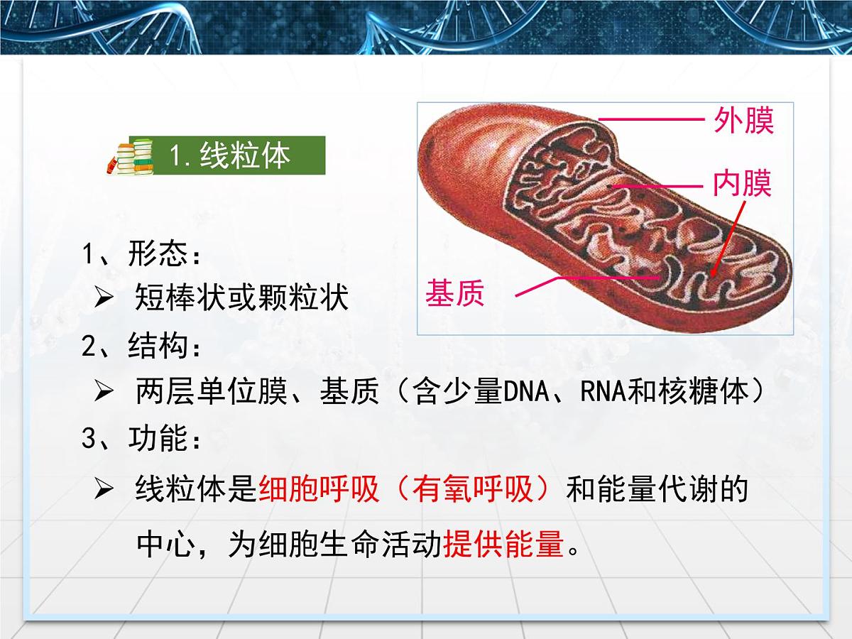 人教版 (新课标)高中生物必修1 3-2《细胞器——系统内的分工合作》第一课时课件第8页