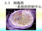人教版 (新課標(biāo))高中生物必修1 3-3《細(xì)胞核——系統(tǒng)的控制中心》課件