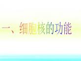 人教版 (新課標(biāo))高中生物必修1 3-3《細(xì)胞核——系統(tǒng)的控制中心》課件