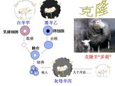 人教版 (新課標(biāo))高中生物必修1 3-3《細(xì)胞核——系統(tǒng)的控制中心》課件