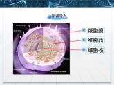 人教版 (新課標(biāo))高中生物必修1 3-3《細(xì)胞核——系統(tǒng)的控制中心》課件