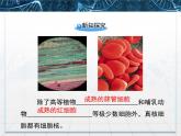 人教版 (新課標(biāo))高中生物必修1 3-3《細(xì)胞核——系統(tǒng)的控制中心》課件
