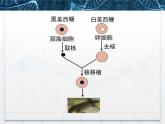 人教版 (新課標(biāo))高中生物必修1 3-3《細(xì)胞核——系統(tǒng)的控制中心》課件