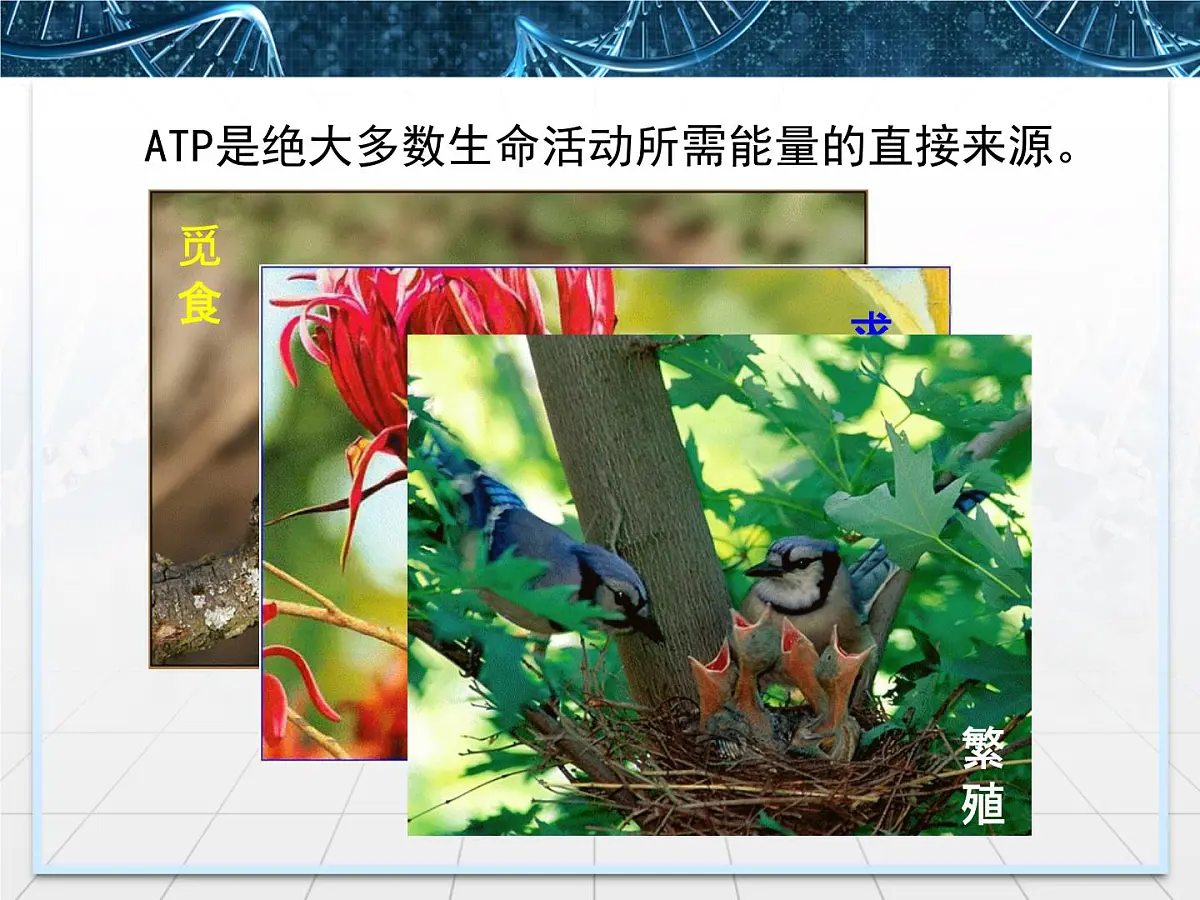 人教版 (新课标)高中生物必修1 5-2《细胞的能量“通货”——ATP》课件第6页