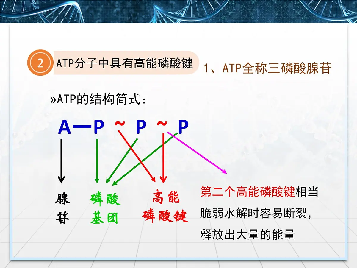 人教版 (新课标)高中生物必修1 5-2《细胞的能量“通货”——ATP》课件第7页