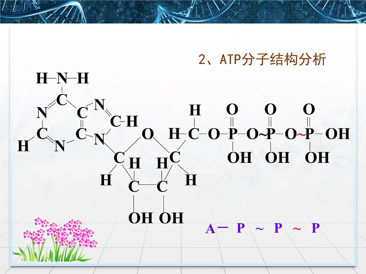 人教版 (新课标)高中生物必修1 5-2《细胞的能量“通货”——ATP》课件第8页
