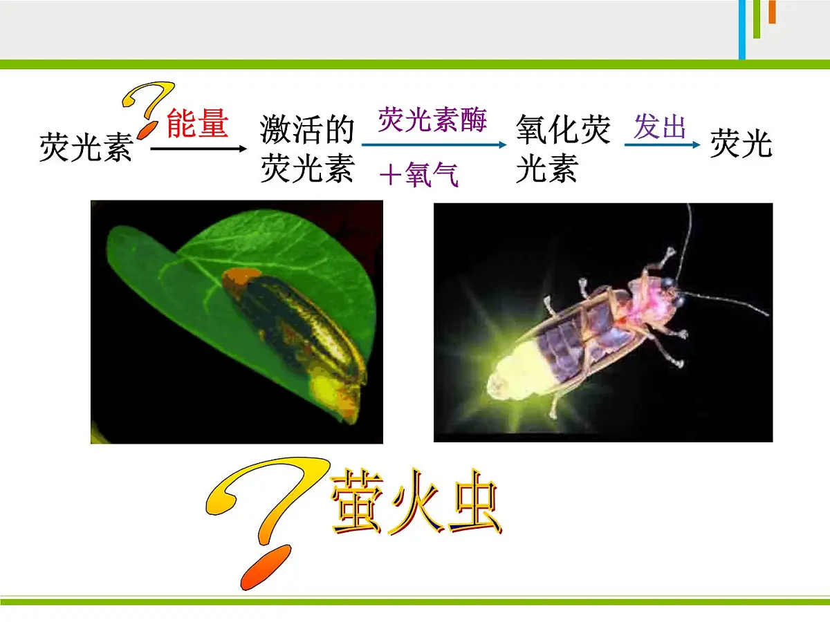 人教版 (新课标)高中生物必修1 5-2《细胞的能量“通货”——ATP》课件第2页
