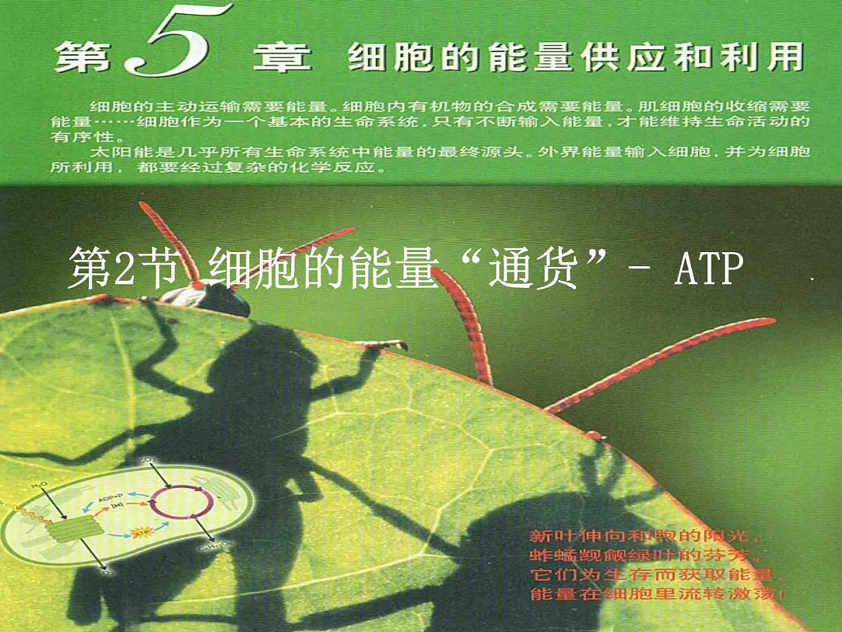 人教版 (新课标)高中生物必修1 5-2《细胞的能量“通货”——ATP》课件第5页