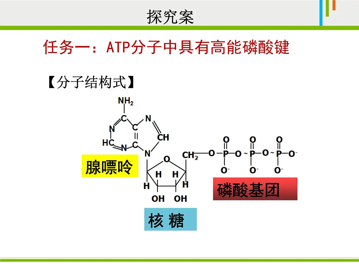 人教版 (新课标)高中生物必修1 5-2《细胞的能量“通货”——ATP》课件第7页