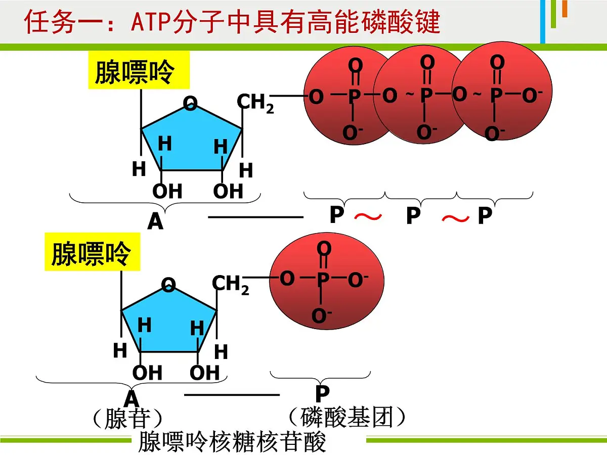 人教版 (新课标)高中生物必修1 5-2《细胞的能量“通货”——ATP》课件第8页