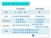 人教版 (新課標)高中生物必修1 5-4《能量之源——光與光合作用（第3課時）》課件