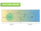 人教版 (新課標)高中生物必修1 5-4《能量之源——光與光合作用（第3課時）》課件