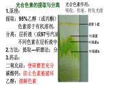 人教版 (新課標(biāo))高中生物必修1 5-4《能量之源——光與光合作用（第2課時(shí)）》課件