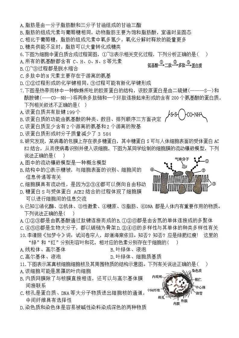 河北省沧州市沧县中学2024~2025学年高一上学期11月期中考试生物试题第2页