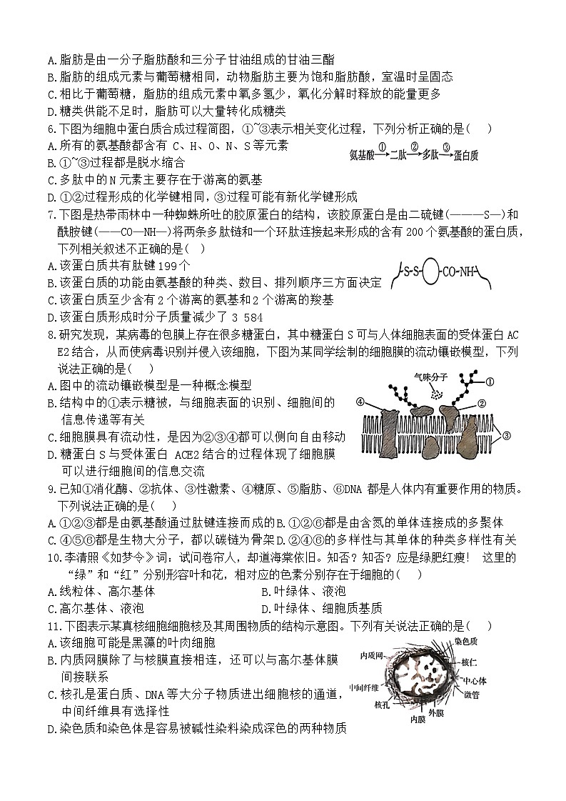 河北省沧州市沧县中学2024~2025学年高一上学期11月期中考试生物试题第2页